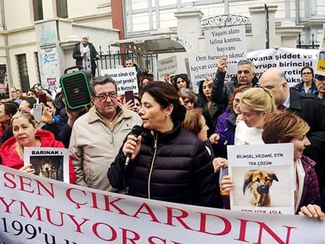 Sokak Hayvanlarını Korumak Hepimizin Görevi