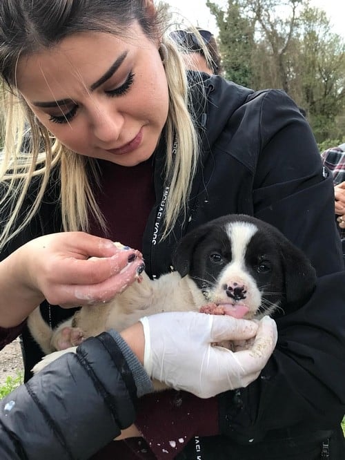 Satın Alma Sahiplen! - 31