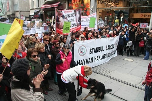 Hayvanseverler Yaşam Hakkı İçin Yürüdü

 - 46