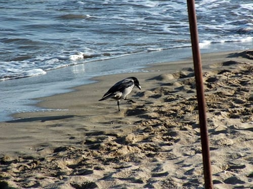 İğneada’Da Yapılacak Nükleer Santrala Karşı Protesto Eylemi
 - 8