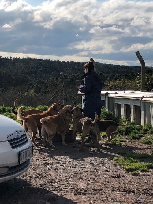 Satın Alma Sahiplen! - 68