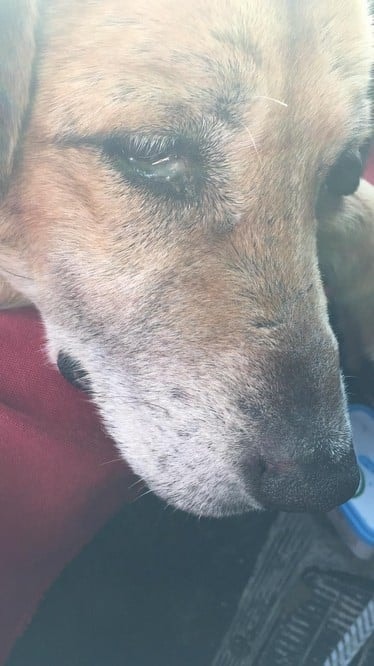 Satın Alma Sahiplen! - 23