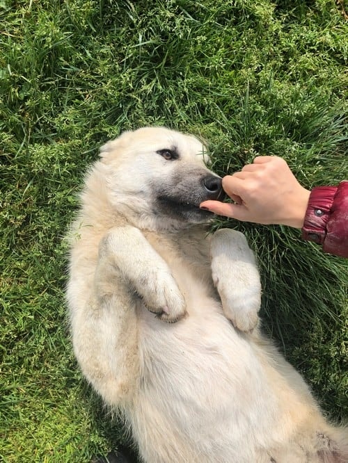 Satın Alma Sahiplen! - 54