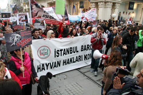 Hayvanseverler Yaşam Hakkı İçin Yürüdü

 - 44