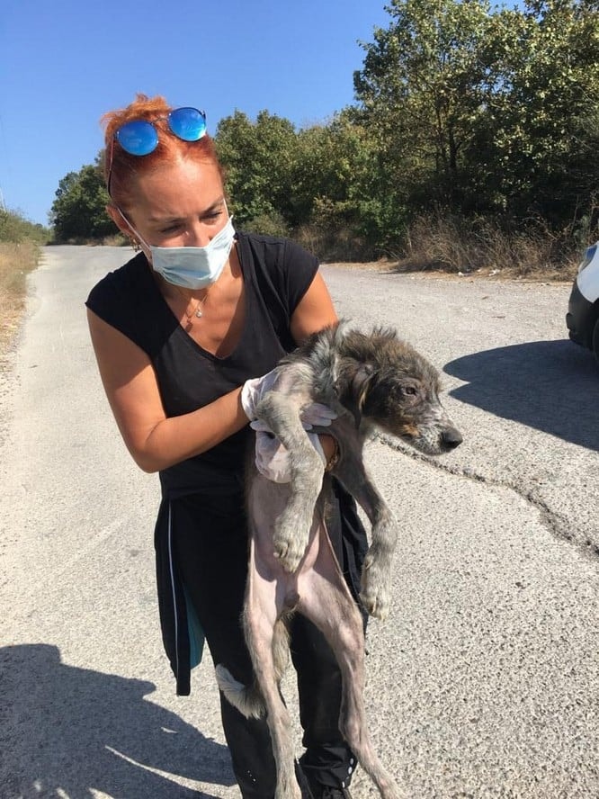 Dünya Hayvanları Koruma Günü - 39