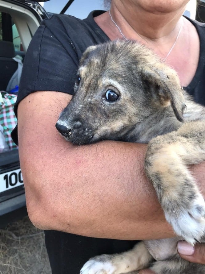 Dünya Hayvanları Koruma Günü - 37