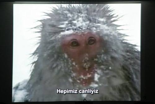 Hayvan Haklarına İlişkin Belgesel Film Gösterimi - 8