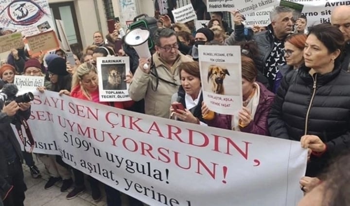 Sokak Hayvanlarını Korumak Hepimizin Görevi - 2