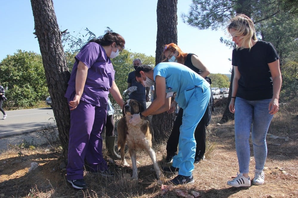 Dünya Hayvanları Koruma Günü - 25