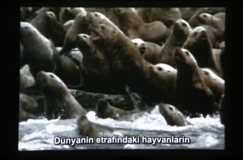 Hayvan Haklarına İlişkin Belgesel Film Gösterimi - 10