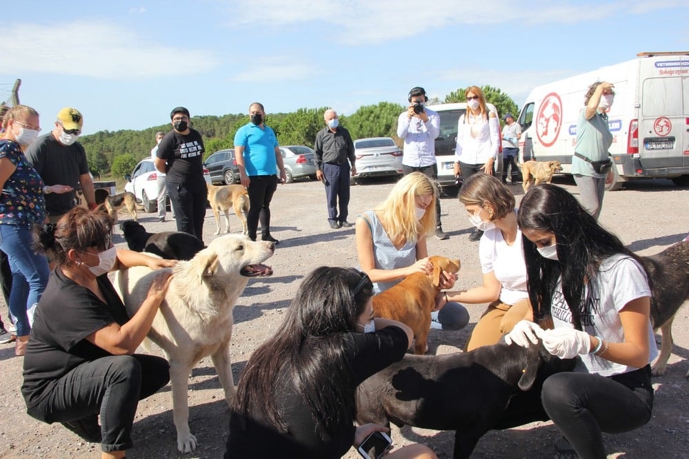 Dünya Hayvanları Koruma Günü - 20