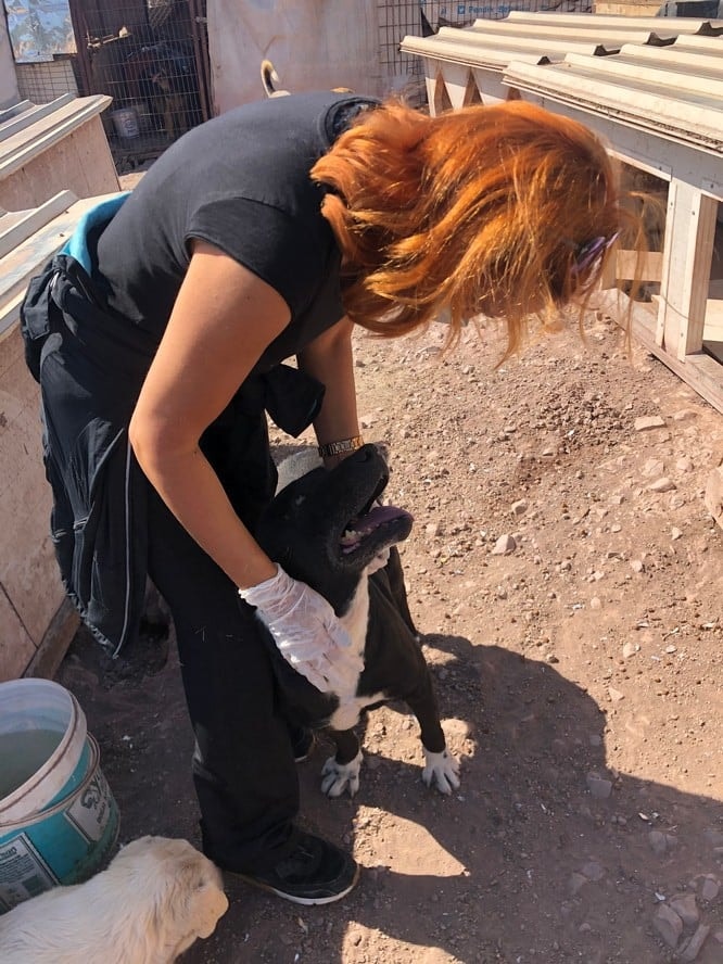 Dünya Hayvanları Koruma Günü - 34