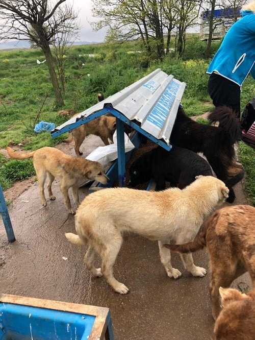 Satın Alma Sahiplen! - 35