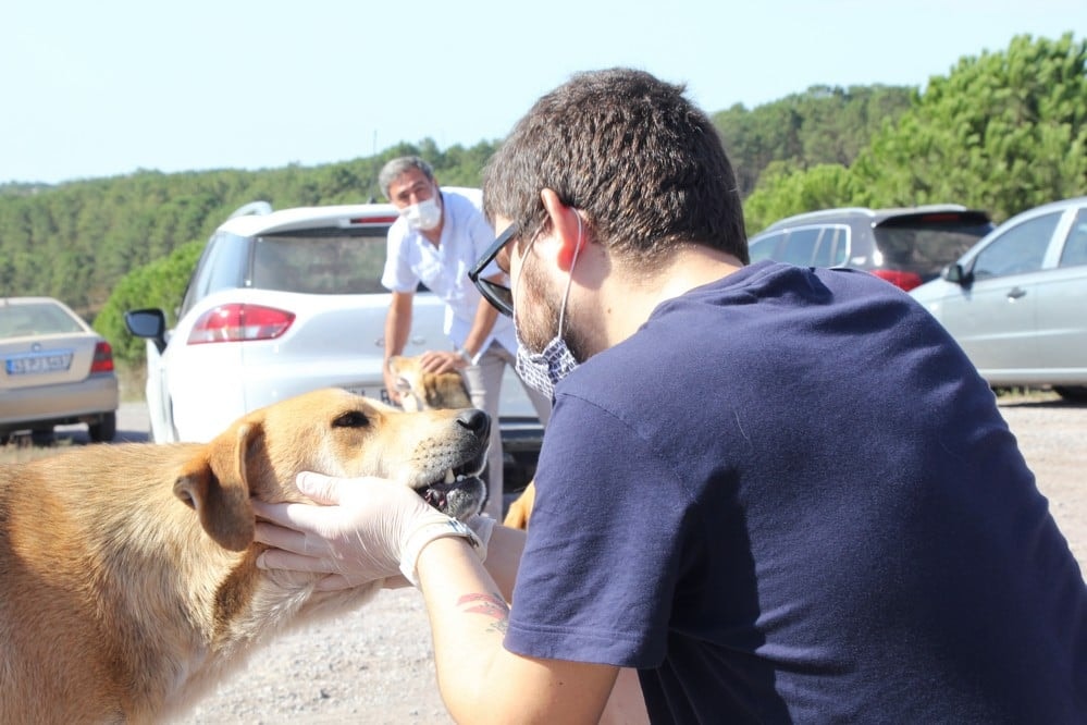 Dünya Hayvanları Koruma Günü - 17