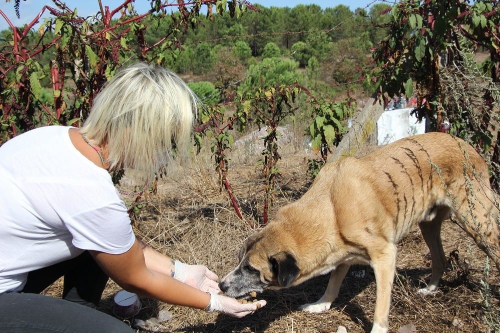 Dünya Hayvanları Koruma Günü - 23