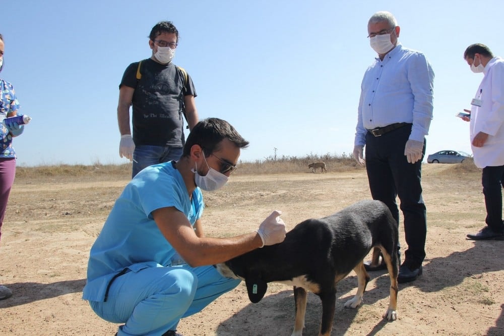 Dünya Hayvanları Koruma Günü - 15