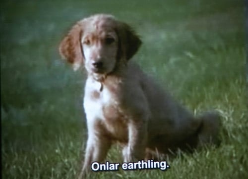 Hayvan Haklarına İlişkin Belgesel Film Gösterimi - 5