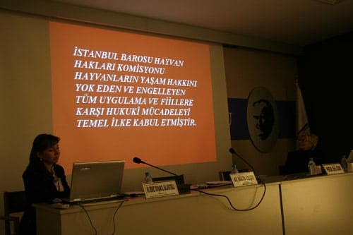 Hayvanların Yaşama Hakkı  İnsan Haklarımıza Dâhildir - 40