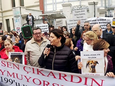 Sokak Hayvanlarını Korumak Hepimizin Görevi