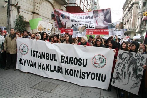 Hayvanseverler Yaşam Hakkı İçin Yürüdü

 - 35